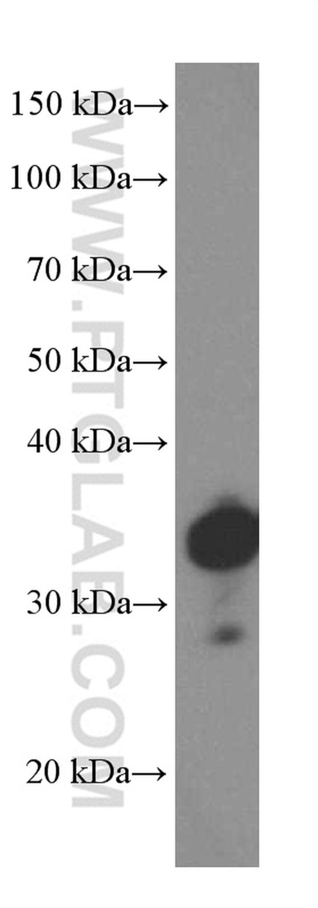 SOX2 Antibody in Western Blot (WB)