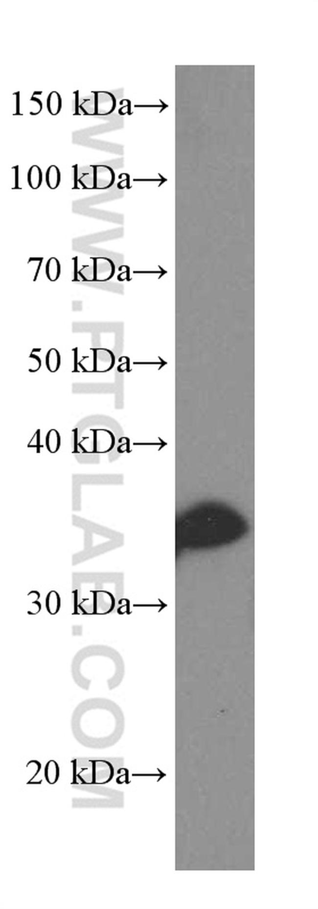 SOX2 Antibody in Western Blot (WB)