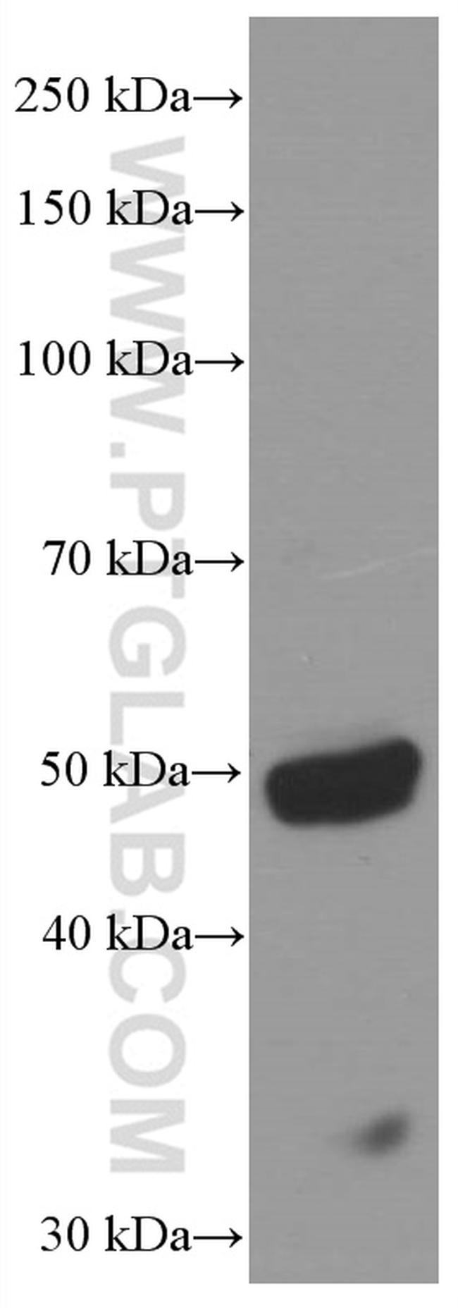 P2RX4 Antibody in Western Blot (WB)