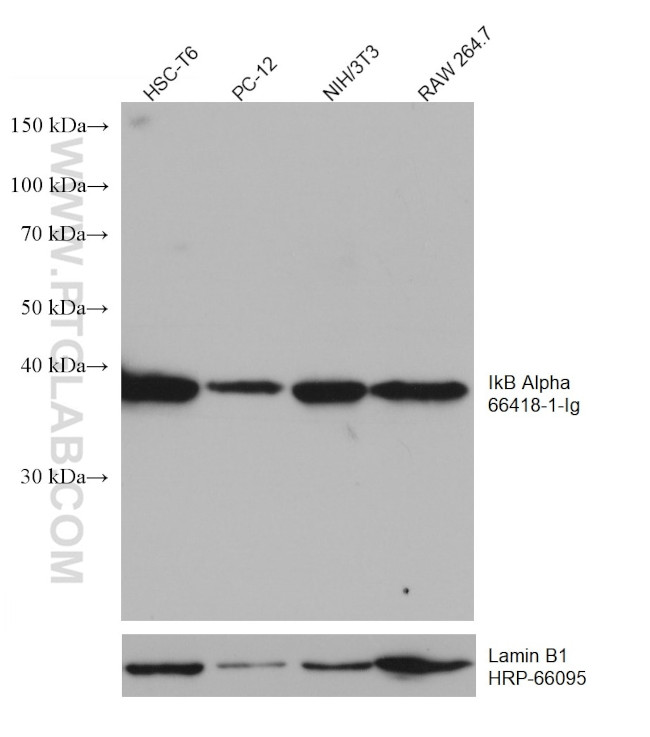 IkB alpha Antibody in Western Blot (WB)