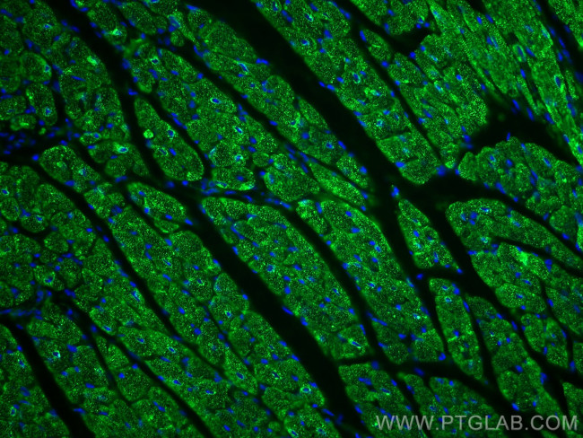 Calsequestrin 2 Antibody in Immunohistochemistry (PFA fixed) (IHC (PFA))