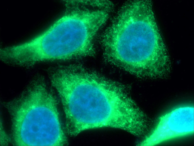 PDI Antibody in Immunocytochemistry (ICC/IF)