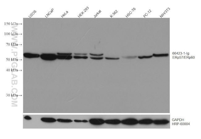 PDIA3 Antibody in Western Blot (WB)