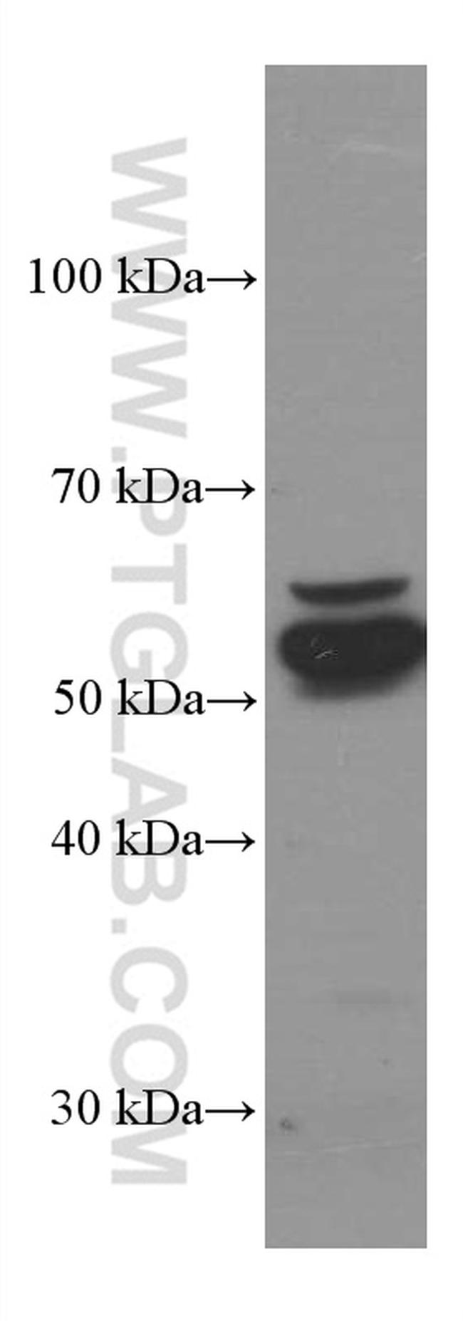 PDIA3 Antibody in Western Blot (WB)