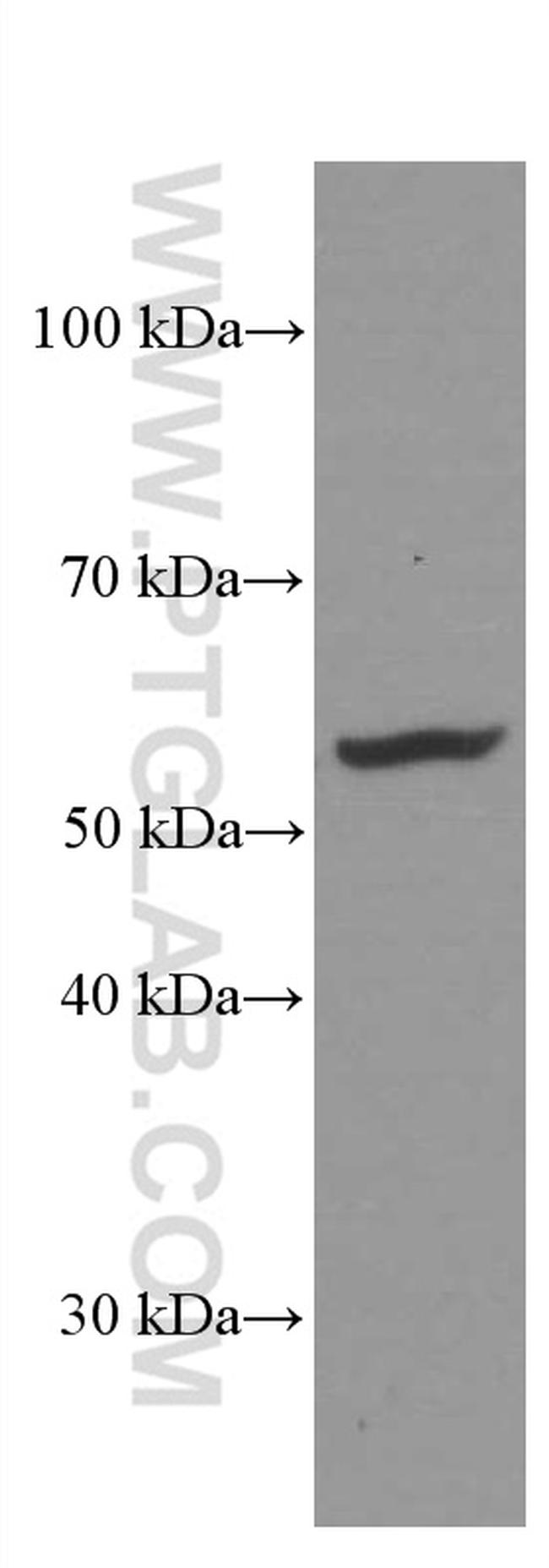 PDIA3 Antibody in Western Blot (WB)