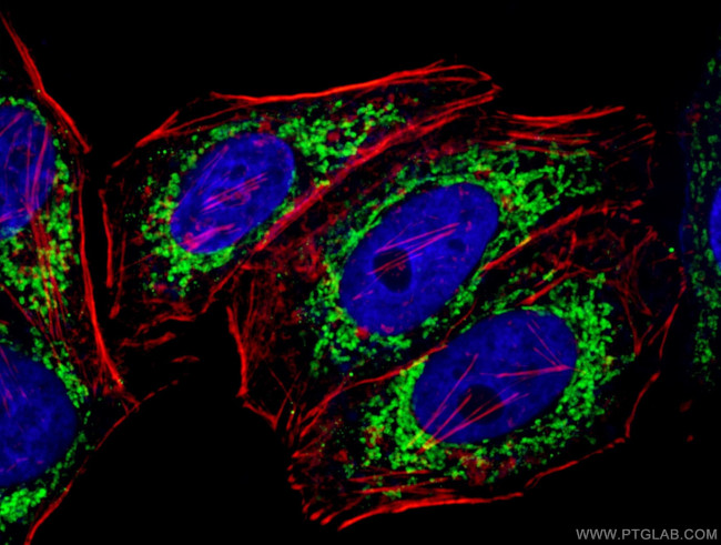 Prohibitin 2 Antibody in Immunocytochemistry (ICC/IF)