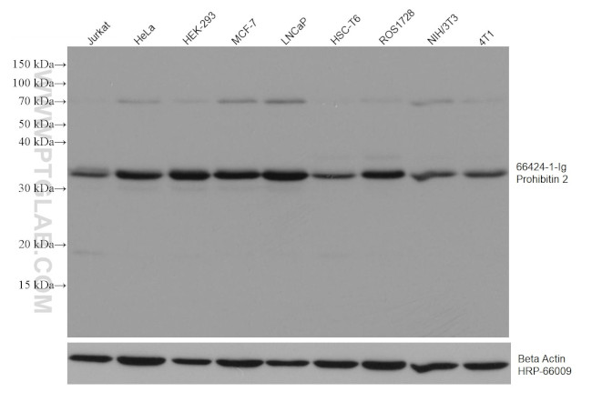 Prohibitin 2 Antibody in Western Blot (WB)