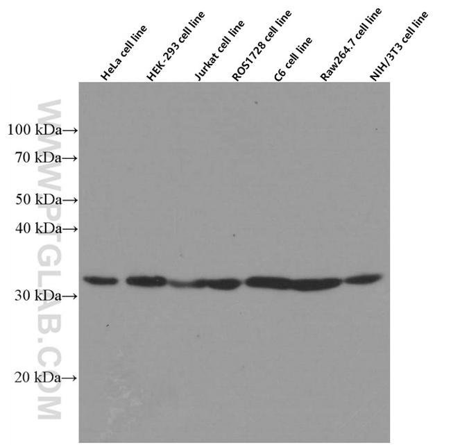 Prohibitin 2 Antibody in Western Blot (WB)