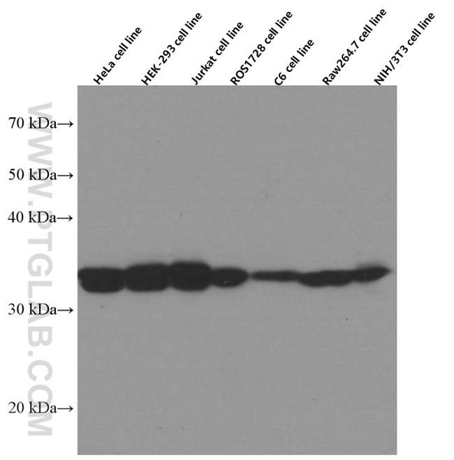 LDHB Antibody in Western Blot (WB)