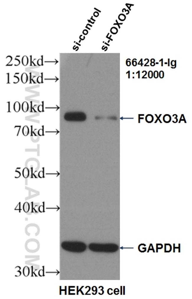 FOXO3A Antibody in Western Blot (WB)