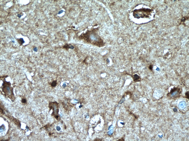 PKC gamma Antibody in Immunohistochemistry (Paraffin) (IHC (P))