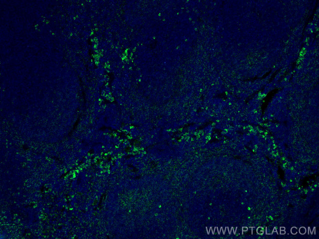 PLEK Antibody in Immunohistochemistry (PFA fixed) (IHC (PFA))