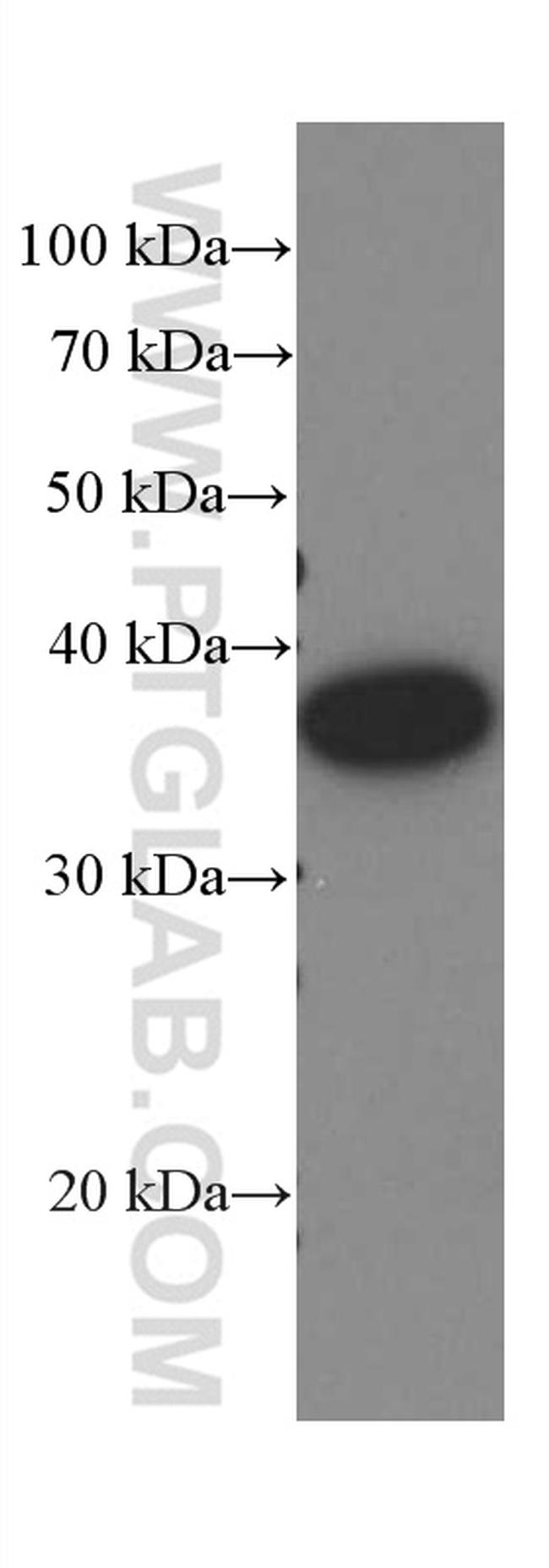 Amphiregulin Antibody in Western Blot (WB)