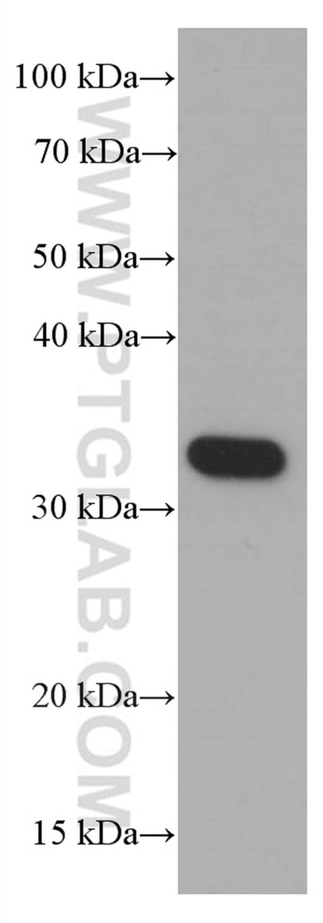 Syntaxin 1A / Syntaxin 1B Antibody in Western Blot (WB)