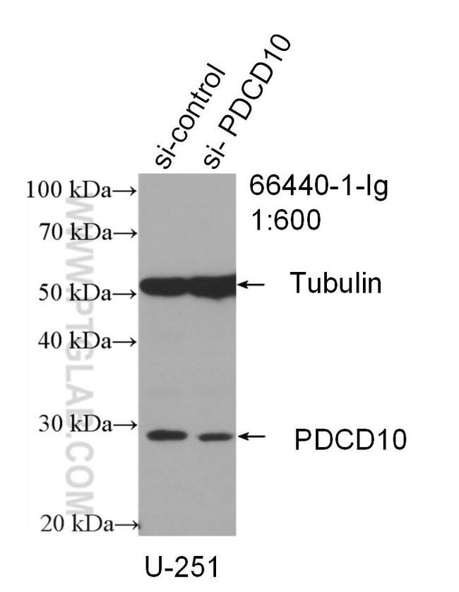 PDCD10 Antibody in Western Blot (WB)