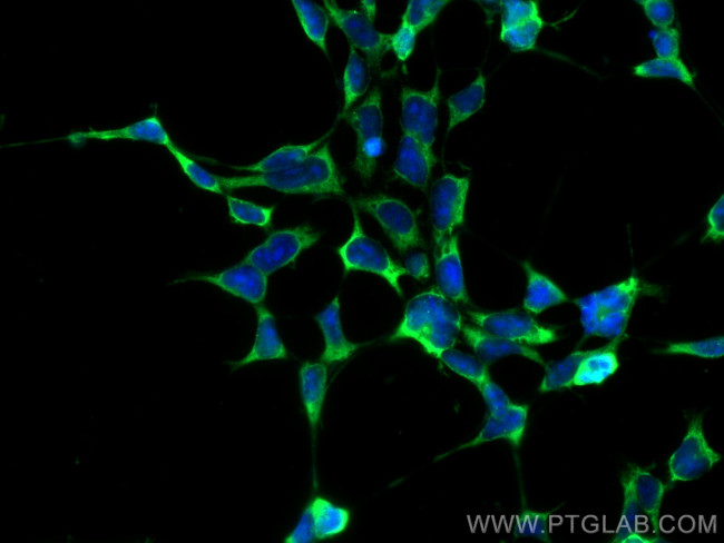 Hsc70 Antibody in Immunocytochemistry (ICC/IF)