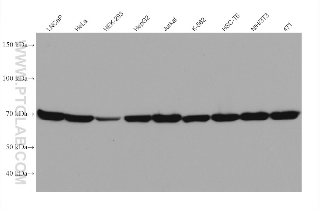 Hsc70 Antibody in Western Blot (WB)