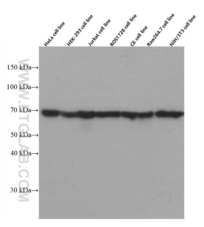 Hsc70 Antibody in Western Blot (WB)