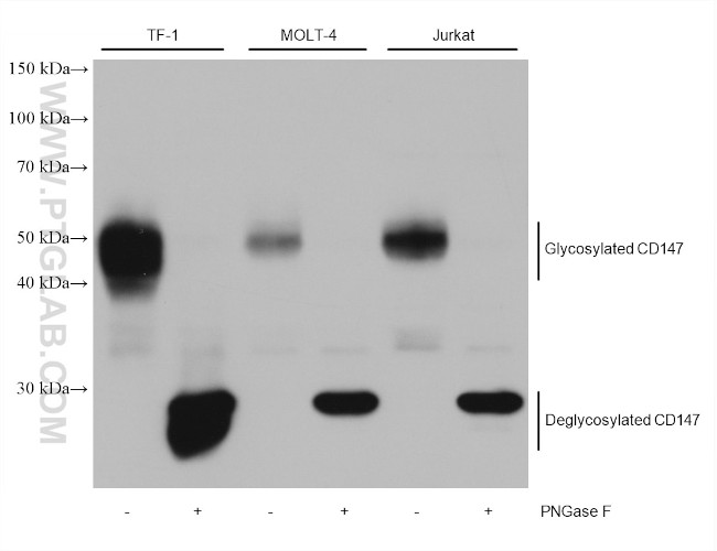 CD147 Antibody in Western Blot (WB)