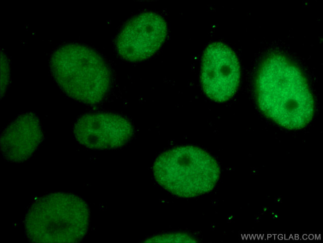 CBX3 Antibody in Immunocytochemistry (ICC/IF)