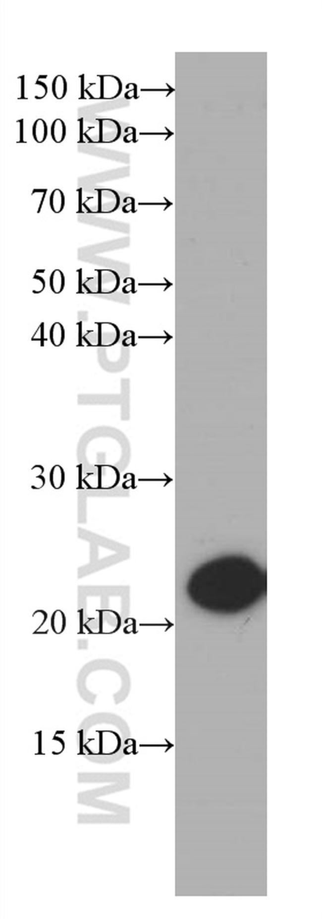 CBX3 Antibody in Western Blot (WB)