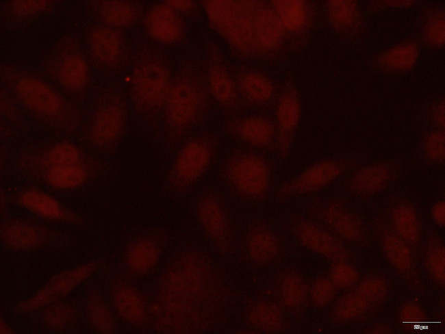 CBX3 Antibody in Immunocytochemistry (ICC/IF)