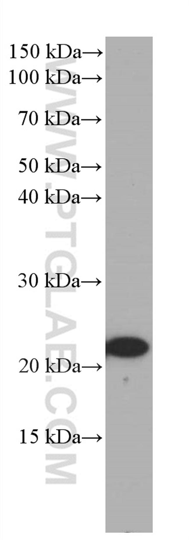 CBX3 Antibody in Western Blot (WB)