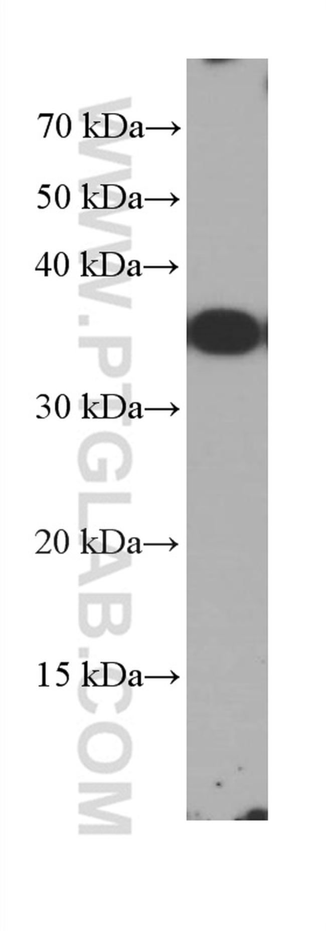 HVCN1 Antibody in Western Blot (WB)