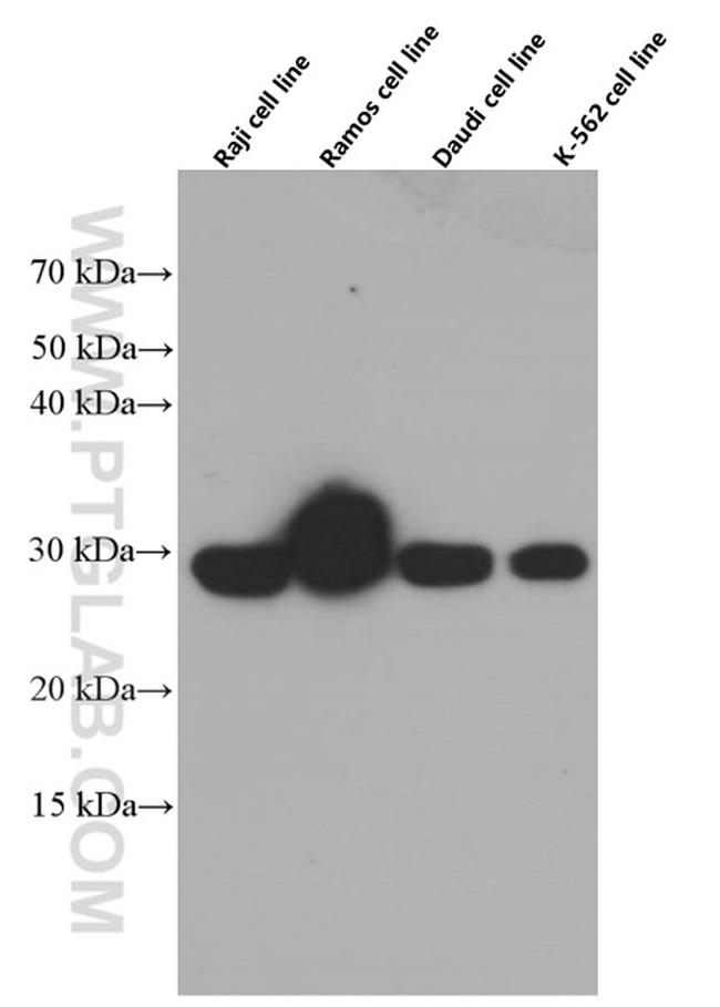 TNFSF9 Antibody in Western Blot (WB)