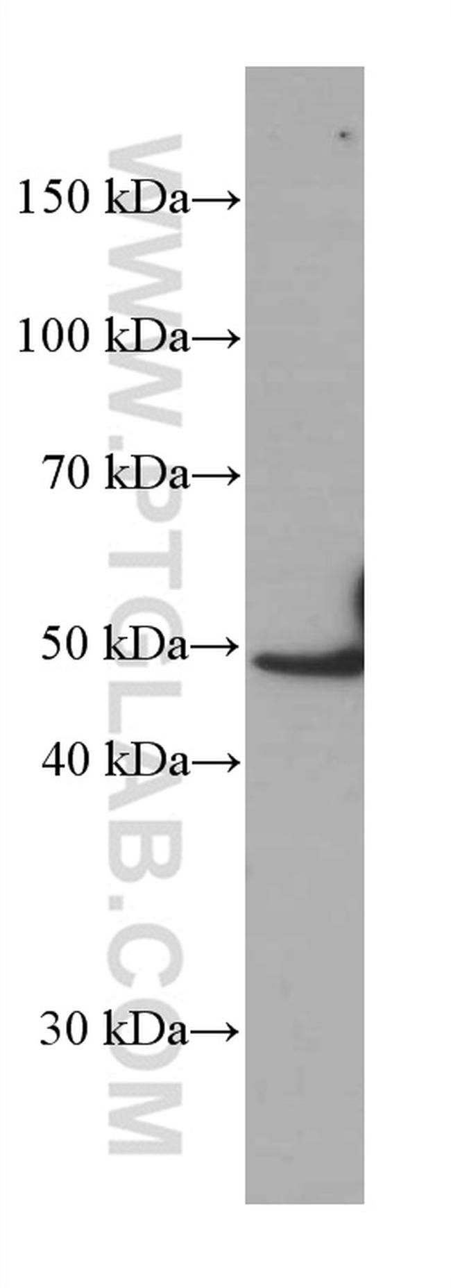 IRF4 Antibody in Western Blot (WB)