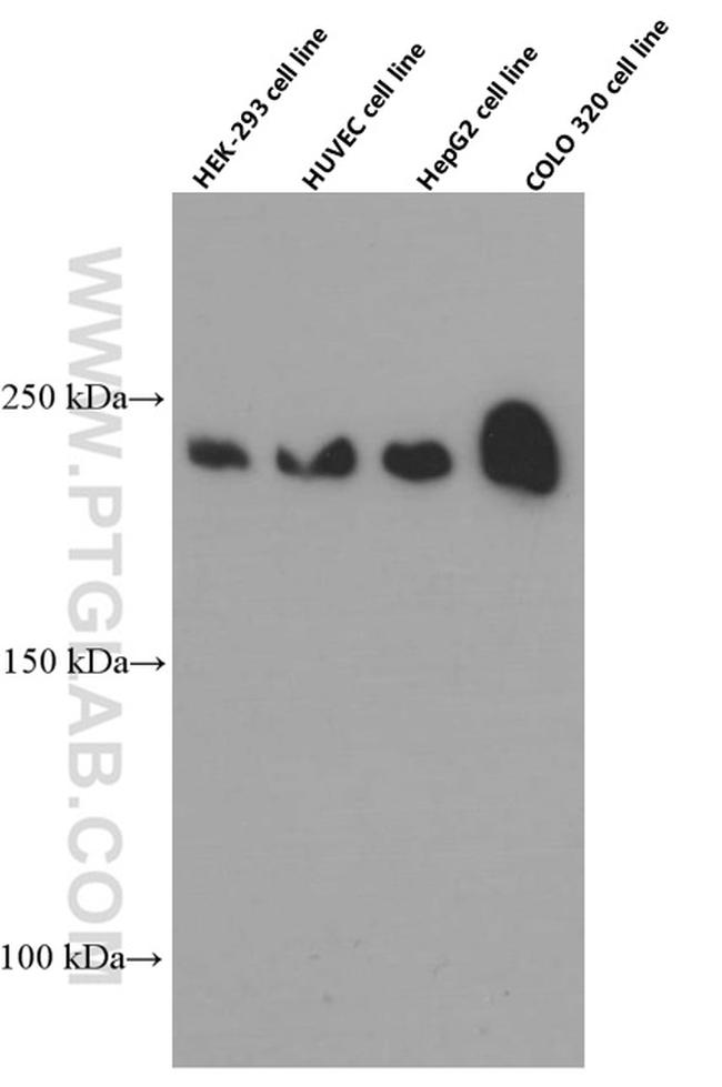 ZO-1 Antibody in Western Blot (WB)