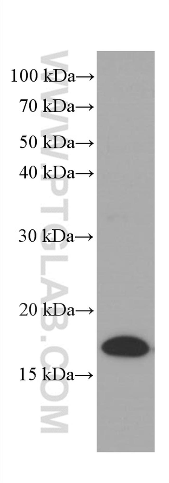 Lysozyme Antibody in Western Blot (WB)