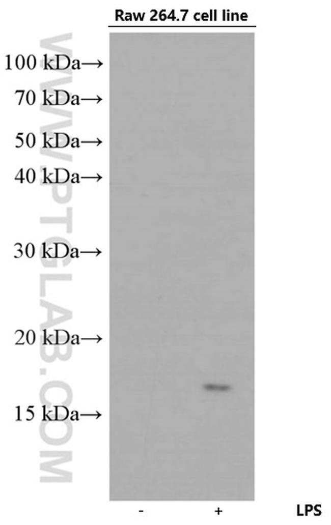 Lysozyme Antibody in Western Blot (WB)