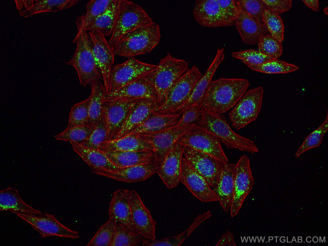 GABARAPL1 Antibody in Immunocytochemistry (ICC/IF)