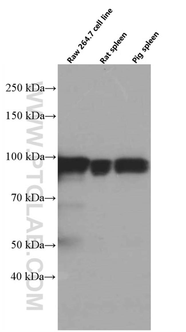 STAT5A Antibody in Western Blot (WB)