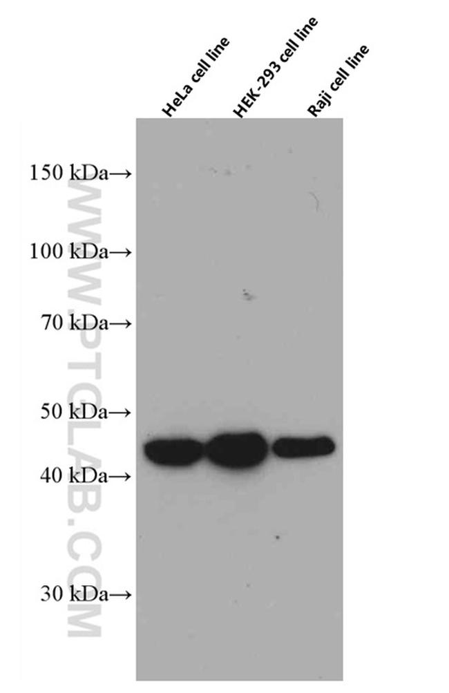 ADRM1 Antibody in Western Blot (WB)