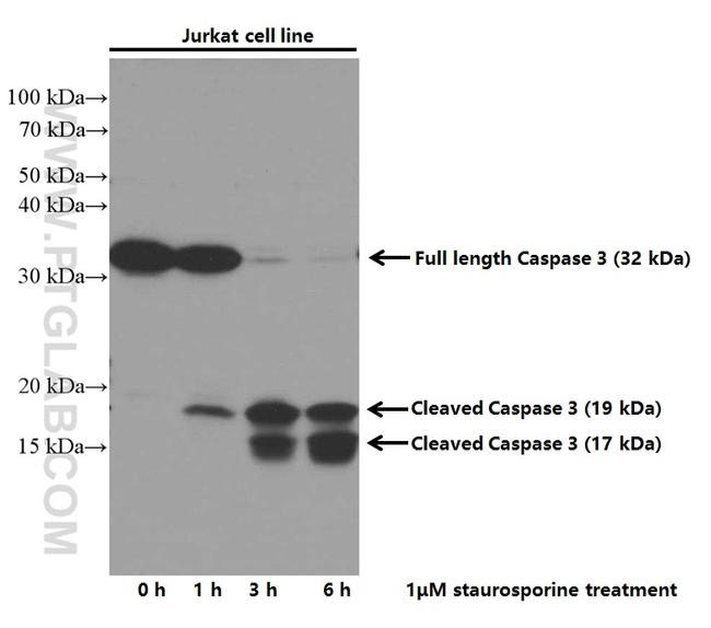 Caspase 3 Antibody in Western Blot (WB)