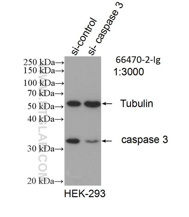 Caspase 3 Antibody in Western Blot (WB)