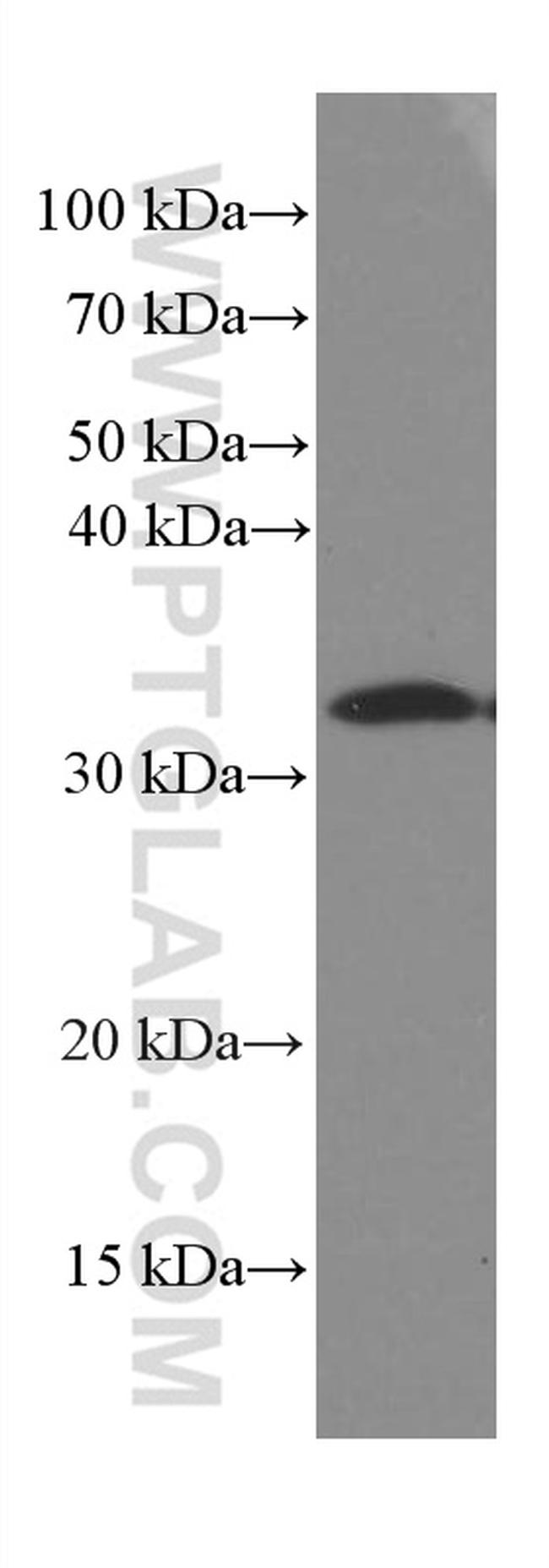 Caspase 3 Antibody in Western Blot (WB)