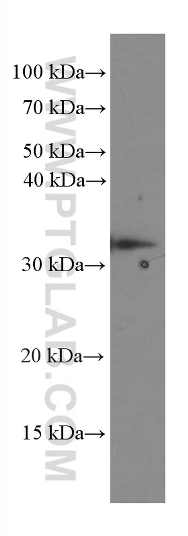 Caspase 3 Antibody in Western Blot (WB)