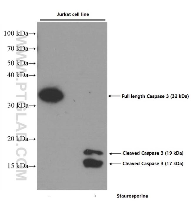 Caspase 3 Antibody in Western Blot (WB)