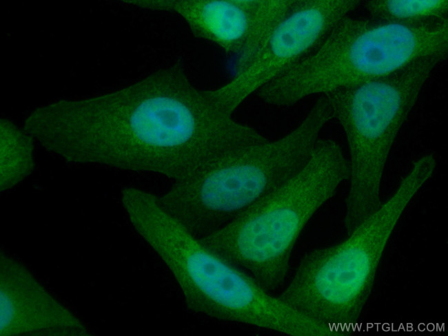 TXN Antibody in Immunocytochemistry (ICC/IF)