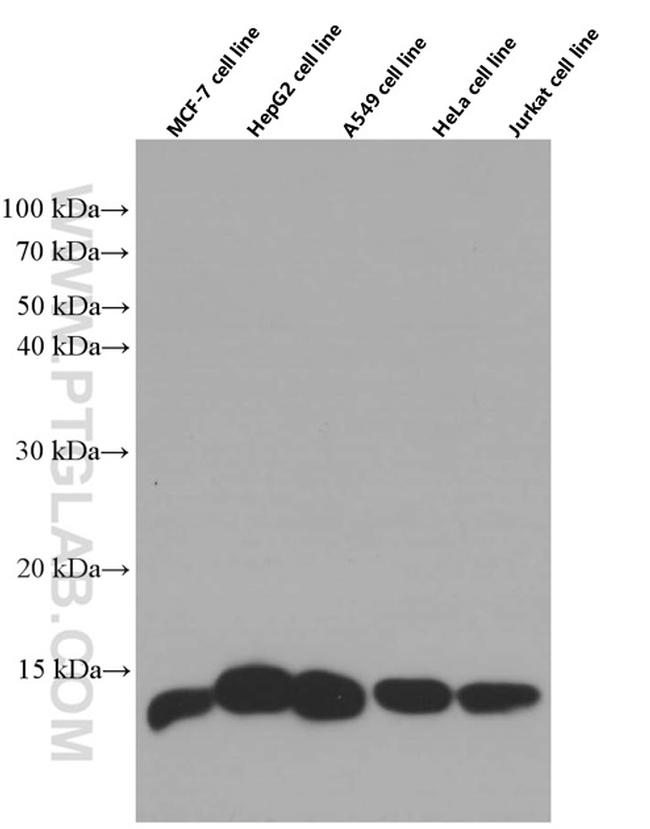 TXN Antibody in Western Blot (WB)