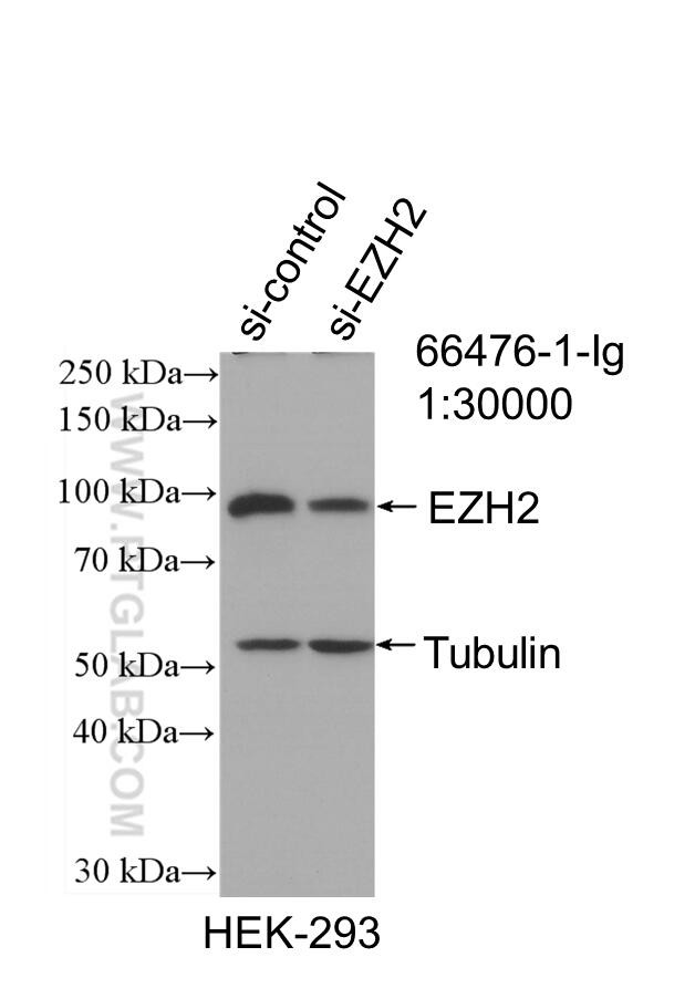 EZH2 Antibody in Western Blot (WB)