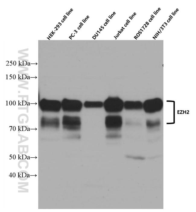 EZH2 Antibody in Western Blot (WB)