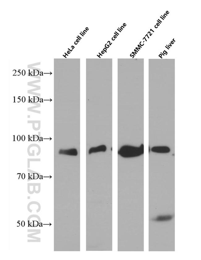 TGN46 Antibody in Western Blot (WB)