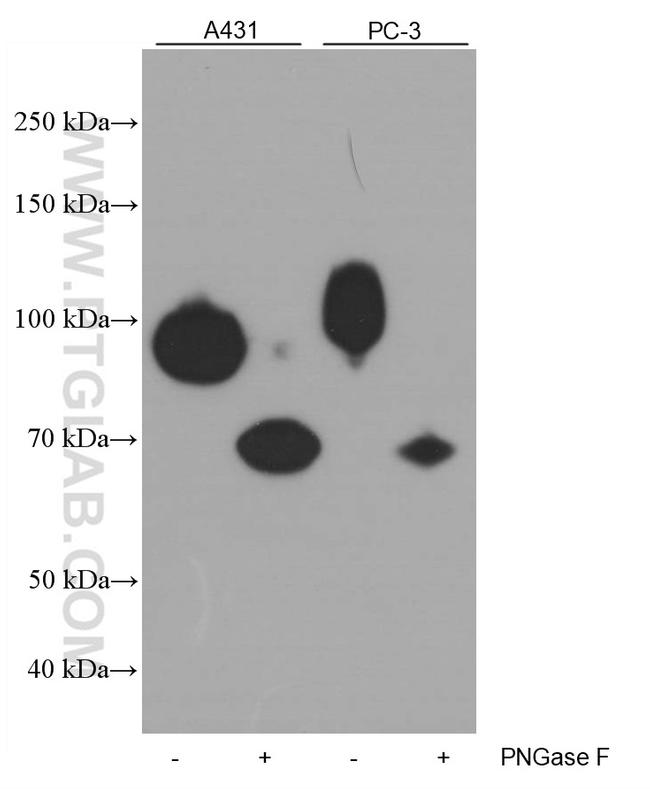 B7-H3 Antibody in Western Blot (WB)