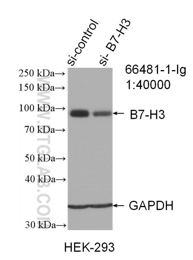 B7-H3 Antibody in Western Blot (WB)