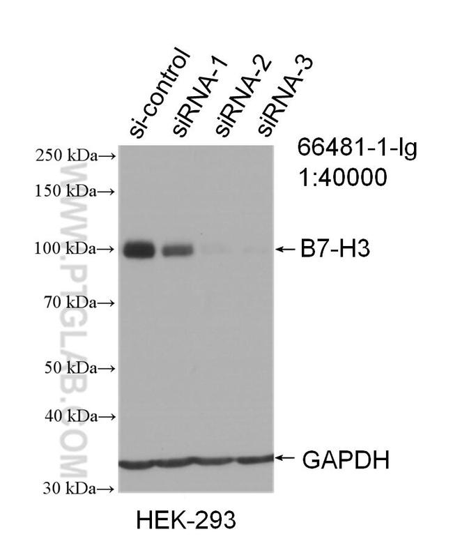 B7-H3 Antibody in Western Blot (WB)