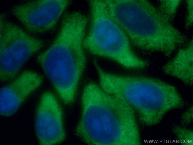 EIF2A Antibody in Immunocytochemistry (ICC/IF)